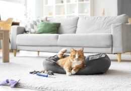Arredo pet-friendly: come integrare mobili e accessori pratici?