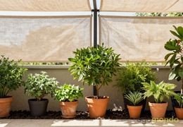 Come proteggere le piante dal caldo durante le vacanze?