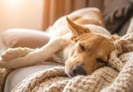 Come proteggere gli animali dal freddo?